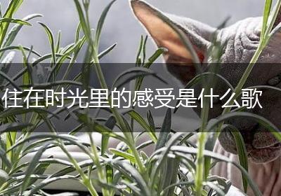 住在时光里的感受是什么歌