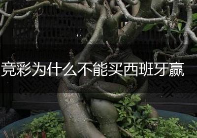 竞彩为什么不能买西班牙赢