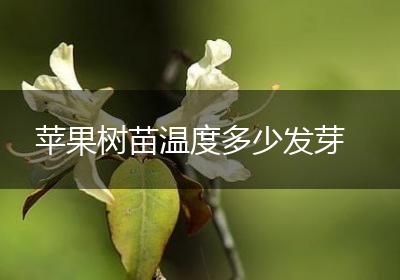 苹果树苗温度多少发芽