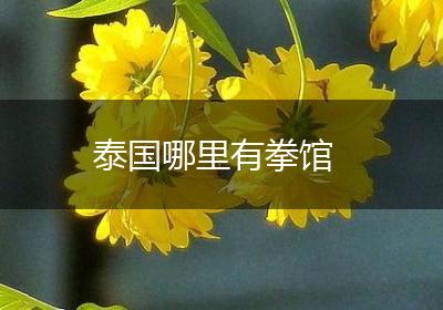 泰国哪里有拳馆
