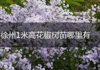 徐州1米高花椒树苗哪里有