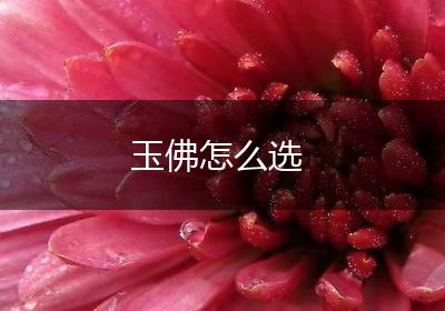 玉佛怎么选