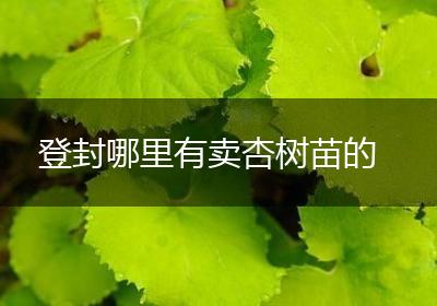 登封哪里有卖杏树苗的