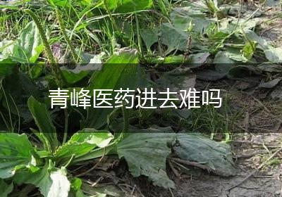 青峰医药进去难吗