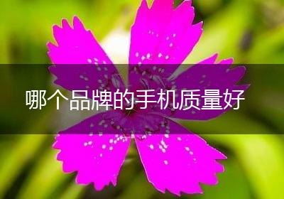 哪个品牌的手机质量好
