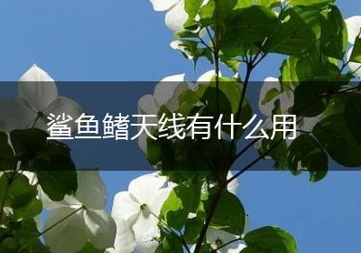 鲨鱼鳍天线有什么用