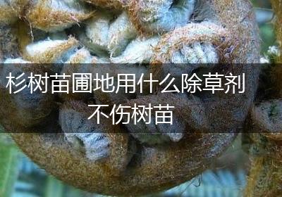 杉树苗圃地用什么除草剂不伤树苗