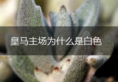 皇马主场为什么是白色