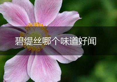 碧缇丝哪个味道好闻