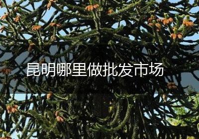 昆明哪里做批发市场