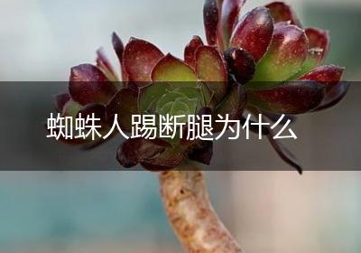 蜘蛛人踢断腿为什么