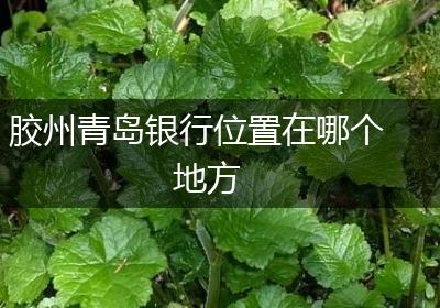 胶州青岛银行位置在哪个地方