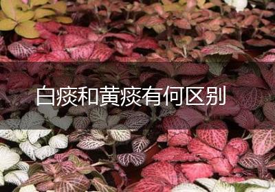 白痰和黄痰有何区别