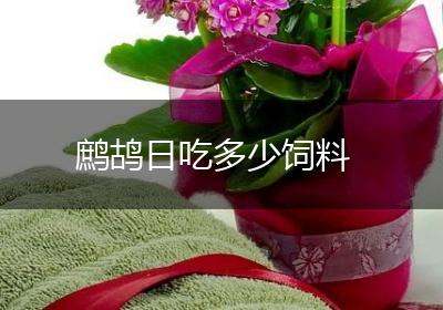 鹧鸪日吃多少饲料