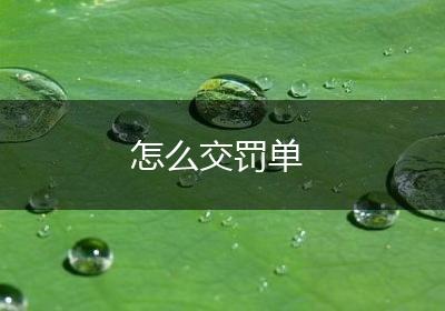 怎么交罚单