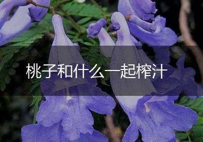 桃子和什么一起榨汁