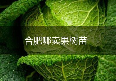 合肥哪卖果树苗