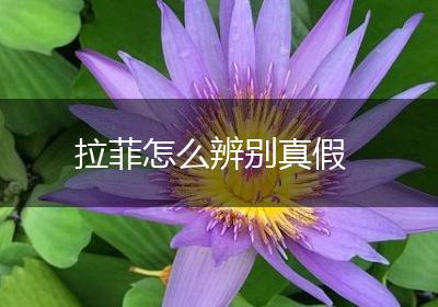 拉菲怎么辨别真假