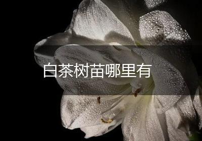 白茶树苗哪里有