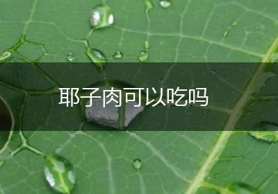 耶子肉可以吃吗