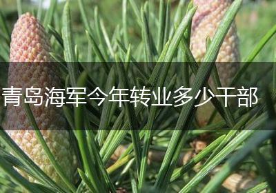 青岛海军今年转业多少干部