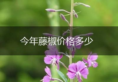 今年藤椒价格多少