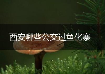 西安哪些公交过鱼化寨