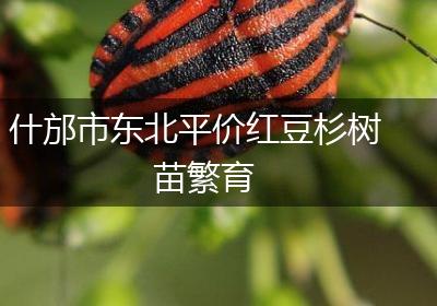 什邡市东北平价红豆杉树苗繁育