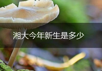 湘大今年新生是多少