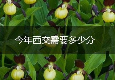 今年西交需要多少分