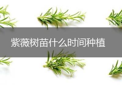 紫薇树苗什么时间种植