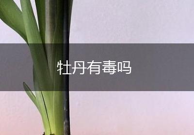 牡丹有毒吗