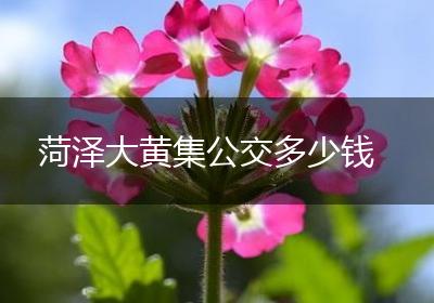 菏泽大黄集公交多少钱