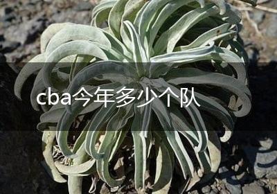 cba今年多少个队