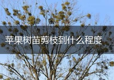 苹果树苗剪枝到什么程度