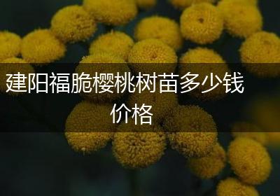 建阳福脆樱桃树苗多少钱价格