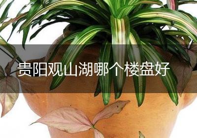 贵阳观山湖哪个楼盘好