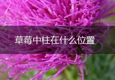 草莓中柱在什么位置