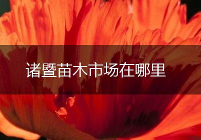 诸暨苗木市场在哪里