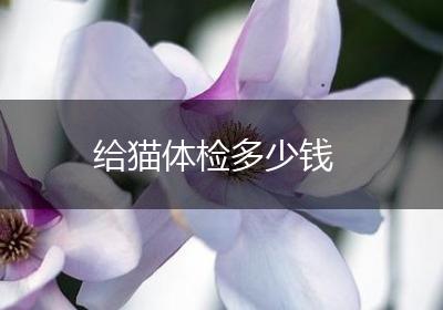 给猫体检多少钱