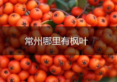 常州哪里有枫叶