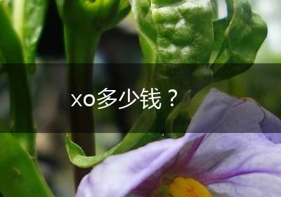xo多少钱？