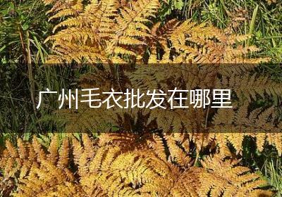 广州毛衣批发在哪里