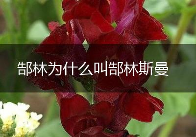 郜林为什么叫郜林斯曼