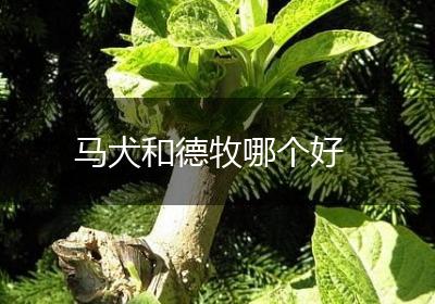 马犬和德牧哪个好