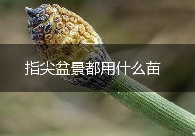 指尖盆景都用什么苗