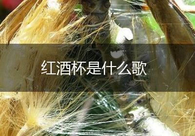 红酒杯是什么歌