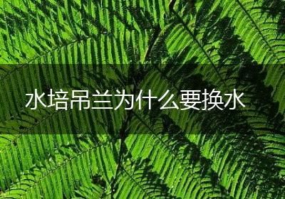 水培吊兰为什么要换水