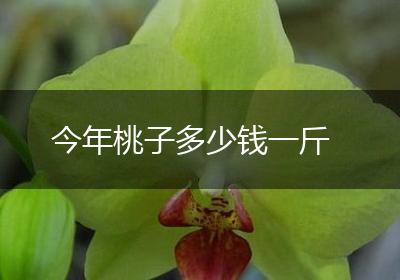 今年桃子多少钱一斤