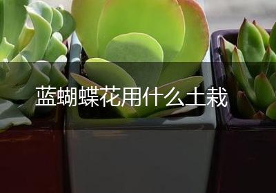蓝蝴蝶花用什么土栽